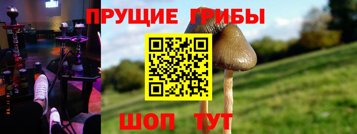 Галлюциногенные грибы Psilocybe Борисоглебск